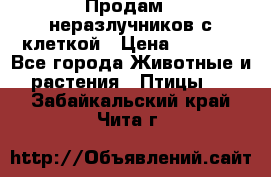 Продам 2 неразлучников с клеткой › Цена ­ 2 500 - Все города Животные и растения » Птицы   . Забайкальский край,Чита г.